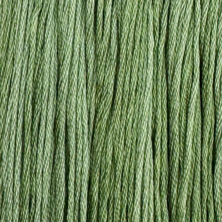 Aloe Vera - Colour & Cotton